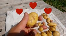 Potatoes Unearthing by MES VLOGS !!!